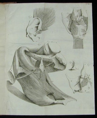 Observationes anatomicae